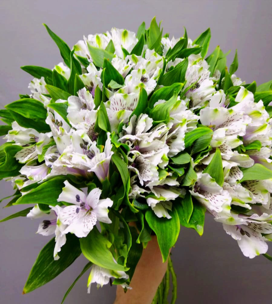 Альстромерия (цвет в ассортименте)